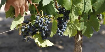 En California clonaron cepas de Mendoza para poder competir con el malbec local