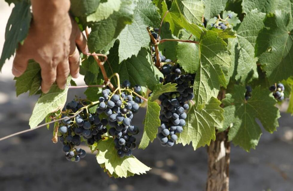 En California clonaron cepas de Mendoza para poder competir con el malbec local