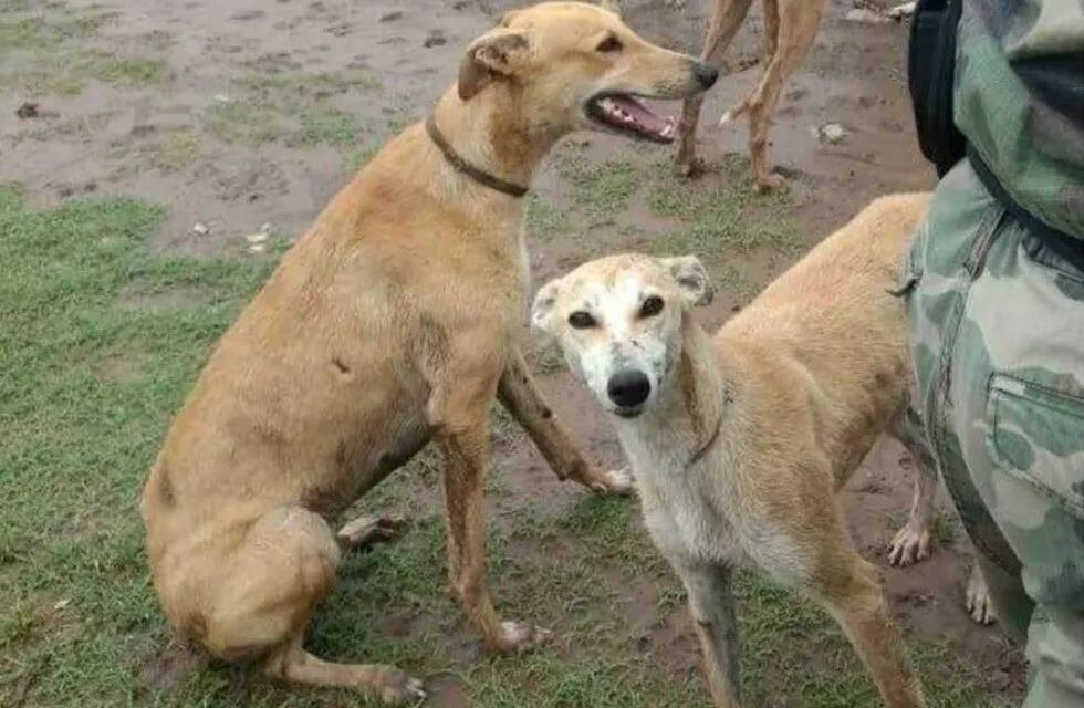Liberaron a unos 30 galgos y detuvieron a cuatro personas por carreras clandestinas