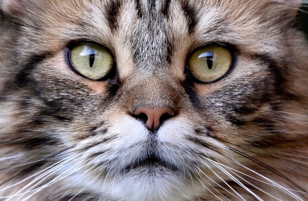 Día Internacional del Gato: por qué adoptar a un felino como mascota