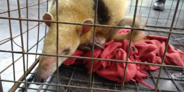 Rescatan a un oso melero en Nono\u002E