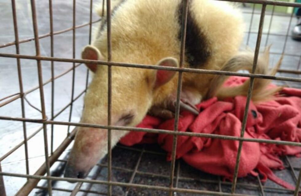 Policía Ambiental rescató a un oso melero en Traslasierra