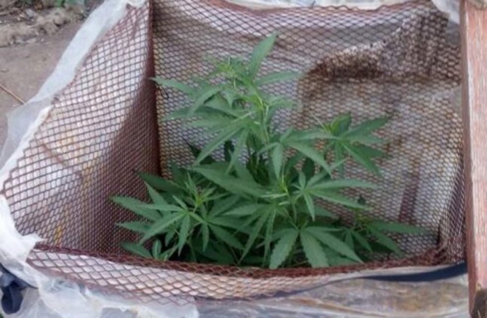 Bell Ville: hallan 43 plantas de marihuana en un baldío