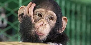 Emotivo encuentro de un chimpancé con su antigua criadora (Web)