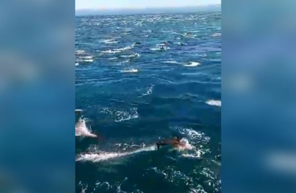 El impresionante video viral de un grupo de delfines nadando en Mar Chiquita