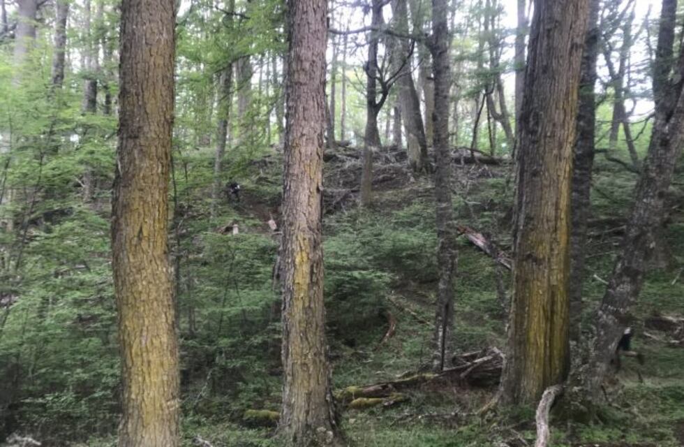 Las pruebas de ADN determinarán sí es Nicolás Duarte Luna