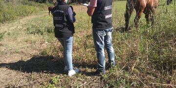 Personal de Sanidad Animal rastreó y encontró parte de los caballos que habían sido robados\u002E