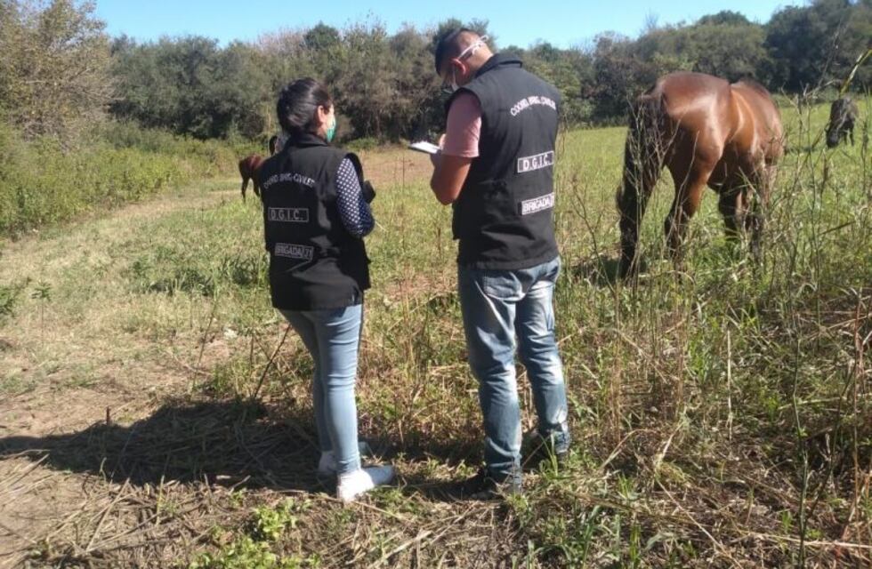 Recuperan caballos robados de un predio de la Municipalidad de Córdoba