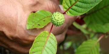Kratom (AFP)