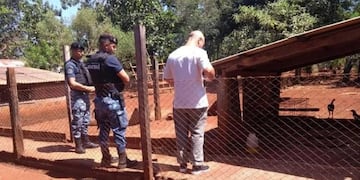 Durante los allanamientos la policía encontró gallos preparados para riñas\u002E