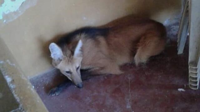 Aguará Guazú encontrado en Gálvez