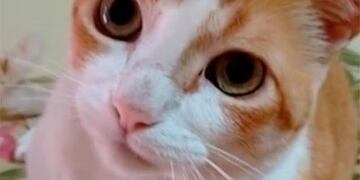 El gatito que dice miau\u002E