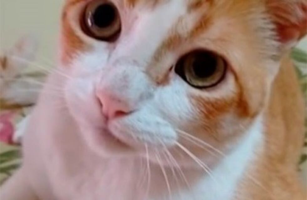 El video más tierno: si el gato está contento dice miau