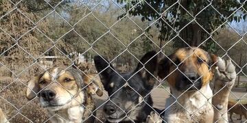 El proyecto solidario empezó como una inquietud de los alumnos de 5º grado (Imagen ilustrativa)\u002E