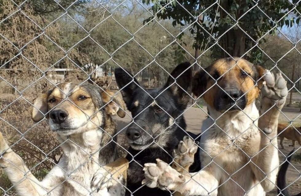 Alumnos de quinto grado del Colegio Lincoln, donaron al refugio de perros Titucha 950 kilos de alimentos