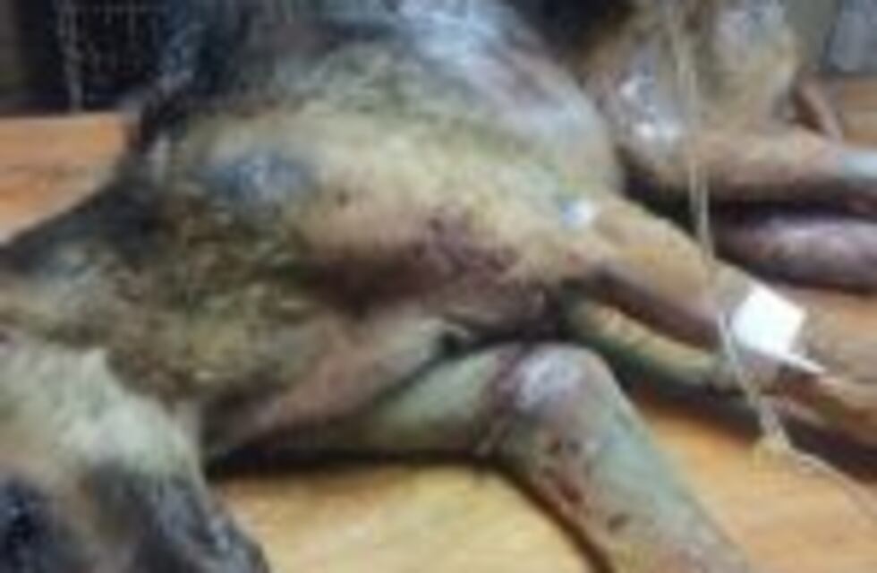 Postergan el juicio oral a Ricardo Manson