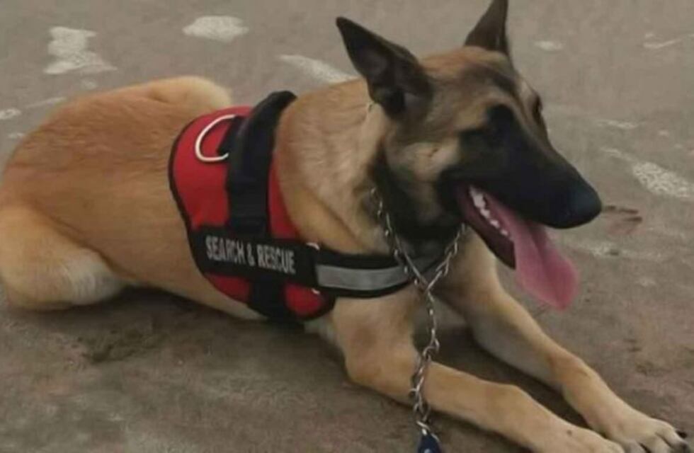 Buscan a Miel, una perra rescatista que trabaja con los bomberos