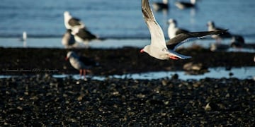 Bahía Golondrina - Ushuaia\u002E