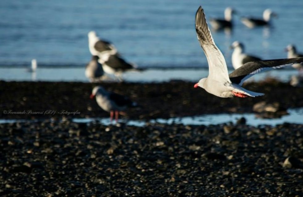 Vecinos de Ushuaia promueven un proyecto ambiental que busca proteger Bahía Golondrina