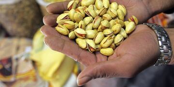 El pistacho argentino promete en la Provincia de San Juan