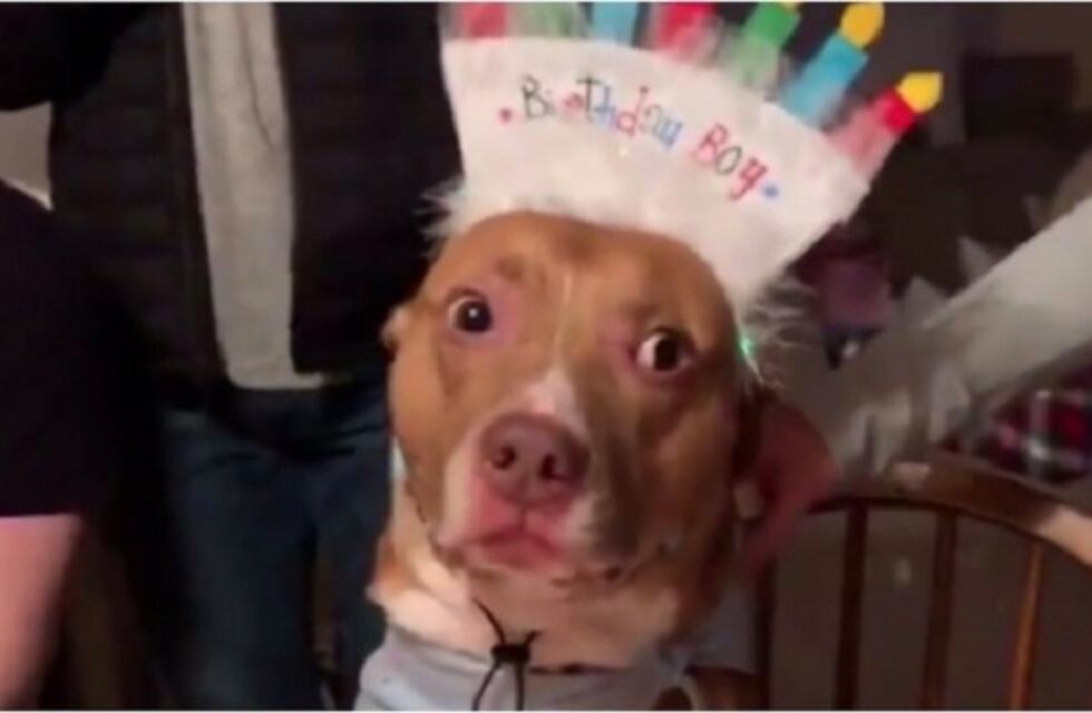 Festejo de cumpleaños animal: la curiosa reacción de las mascotas