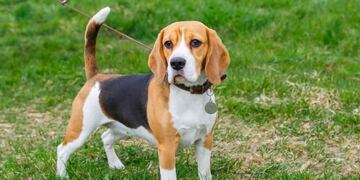 Un perro fue liberado por un zorro para poder jugar\u002E