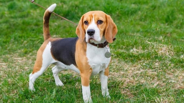 Un perro fue liberado por un zorro para poder jugar\u002E