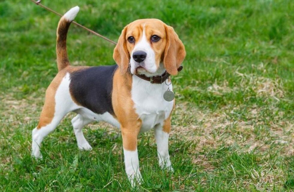 Nació un perro verde y los dueños lo llamaron Hulk