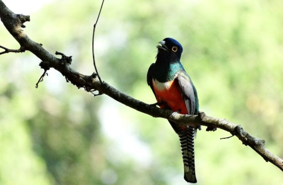 Se viene otro Gran Día Mundial de la Observación de Aves: entérate de cómo participar