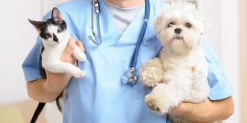 Vacunación de perros y gatos (Foto: Web)