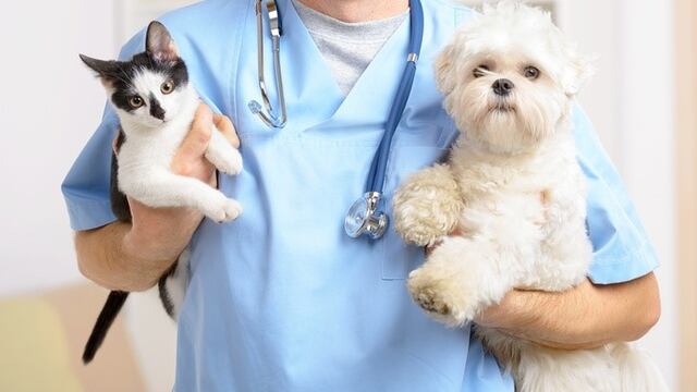 Vacunación de perros y gatos (Foto: Web)