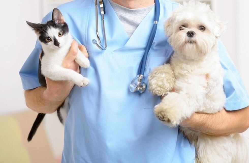 Realizarán un operativo de vacunación para perros y gatos en Bariloche