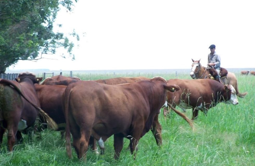 Ganadería: Valdés anunció que Corrientes será sede de la Exposición Nacional de Razas