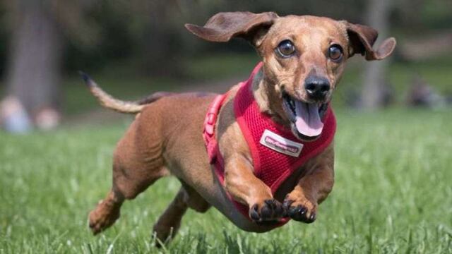 Mirá todas las curiosidades que hay en el primer museo del perro salchicha de Alemania