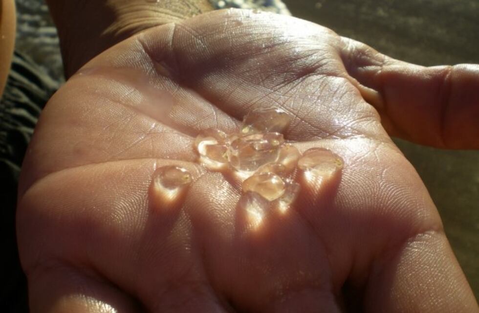 La invasión de tapiocas complica a los turistas en Pinamar y Villa Gesell