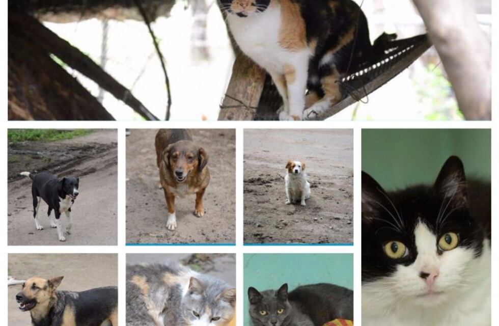 Buscan un hogar: jornadas de adopción de perros y gatos en la ex Rural