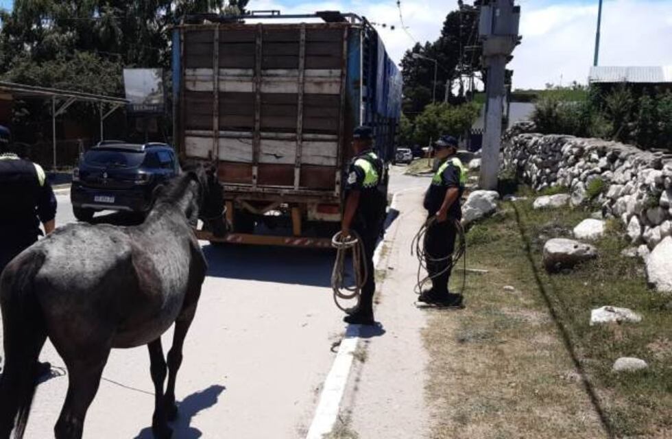 Ocho animales sueltos fueron secuestrados en la ruta a los Valles