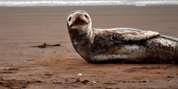 Una foca leopardo llegó a las costas de Mar del Plata (Foto: Qué Digital)