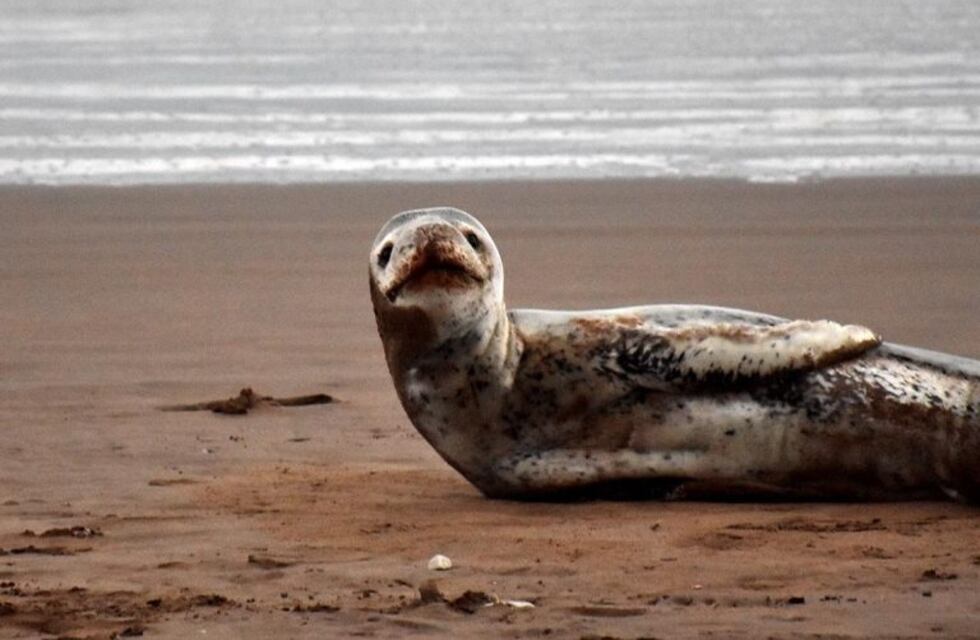 Una foca leopardo llegó a las costas de Mar del Plata