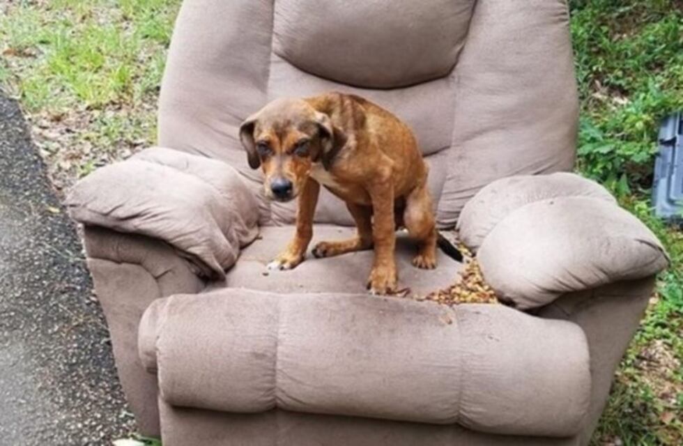 Un perro muy fiel: lo abandonaron en un sillón y esperó a sus dueños durante cinco días