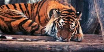 ¿Tigre o rama? (Web)