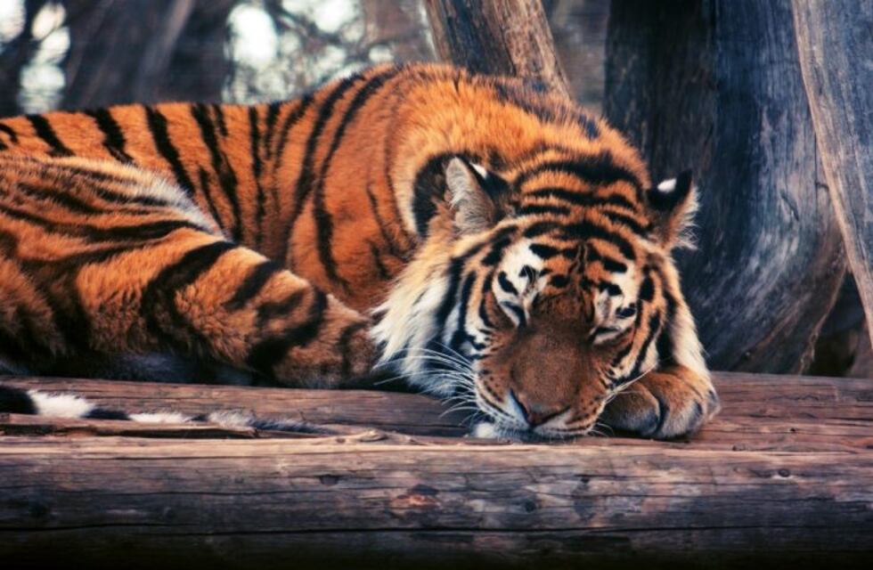 Test de la personalidad: descubre qué hay en la imagen