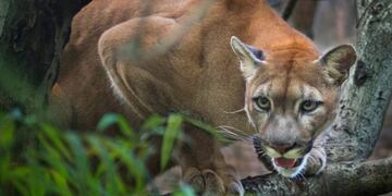 Apareció un puma en una forestación de Garaví