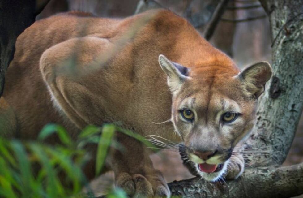 Apareció un puma en una forestación de Garaví