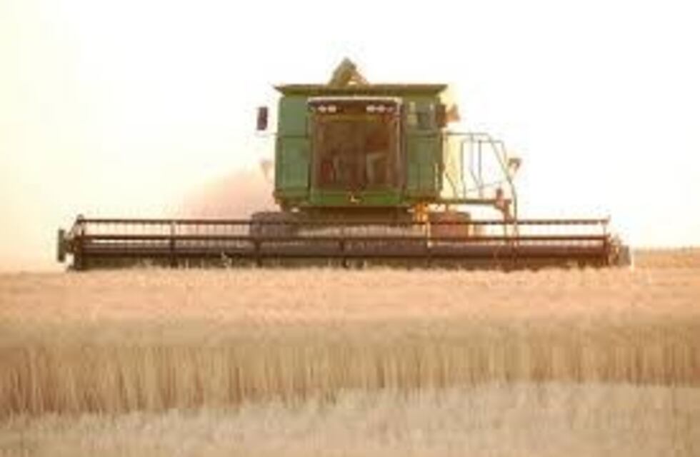 Día del Cerealista: por qué se conmemora cada 14 de agosto