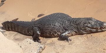 Un yacaré de importantes dimensiones apareció en la playa Arazaty\u002E