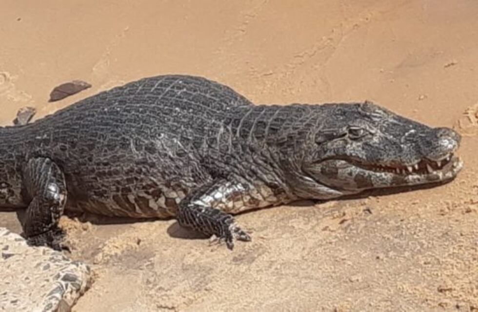 Nuevamente apareció un yacaré en las playas de Corrientes