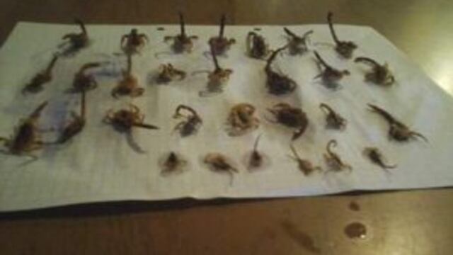 Invasiu00f3n de alacranes en La Granada