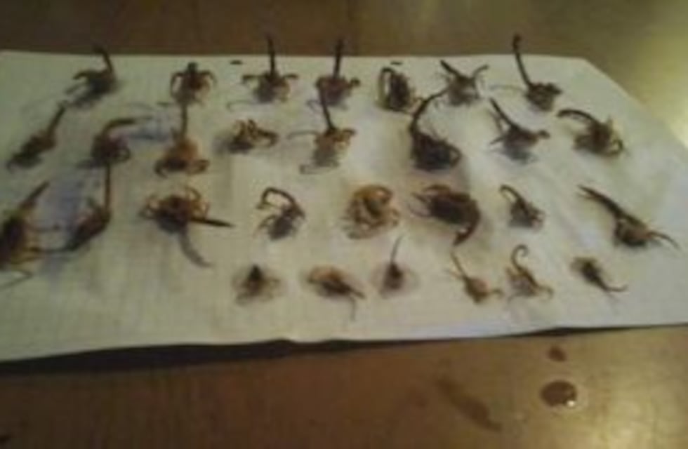 Invasión de alacranes en una vivienda de barrio La Granada