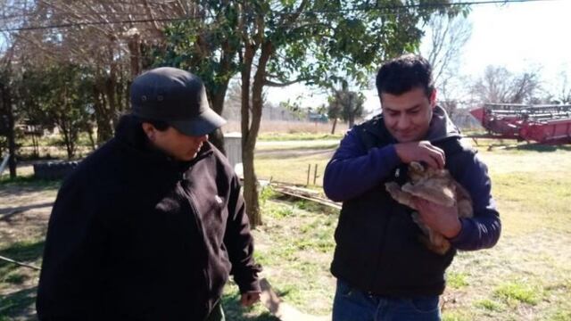 Los cachorritos fueron rescatados por los trabajadores en un campo en Malena\u002E